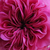 Purper - roze - Damascene roos - Duc de Cambridge